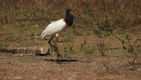 a jabiru - a large stork bird with a huge bill walks along the brazilian pantanal