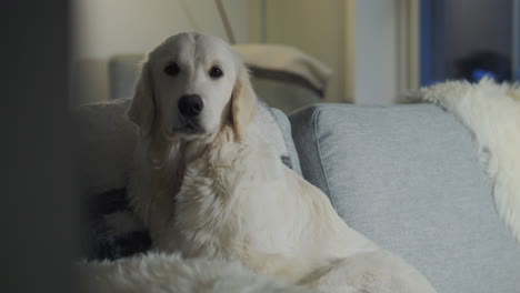 Cute-golden-retriever-sitting-on-sofa,-handheld-view