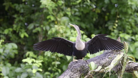 anhinga or darter or snakebird, perched on a tree stump with wings spreaded