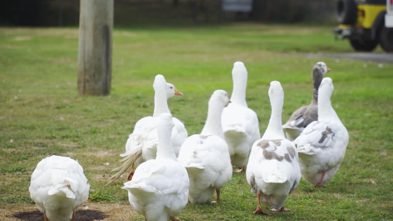 una manada de diez gansos blancos caminando juntos como grupo sobre hierba verde