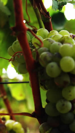 primer plano del movimiento de la uva de vino