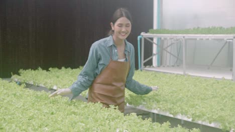 young asian woman working in hydroponic system vegetables organic lettuce farm, female is harvest for agriculture at greenhouse, entrepreaneur examining farmland and industry in the plantation.