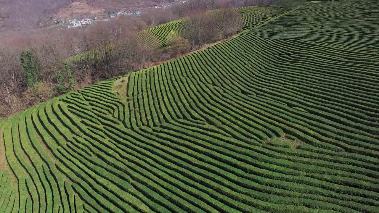 경치 좋은 차 농장 공중 풍경