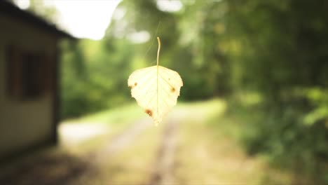 flying leaf in nature looking so magical