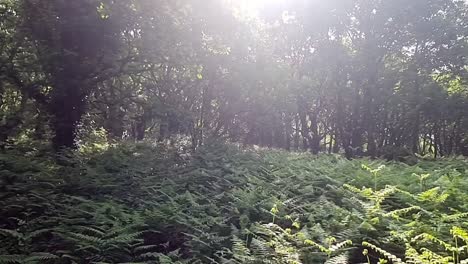 üppiger-Farnwald-Mit-Sonne,-Die-Durch-Die-Baumkronen-In-Der-Wildnis-Bricht