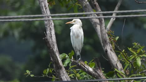 beautiful heron tree - waiting for food