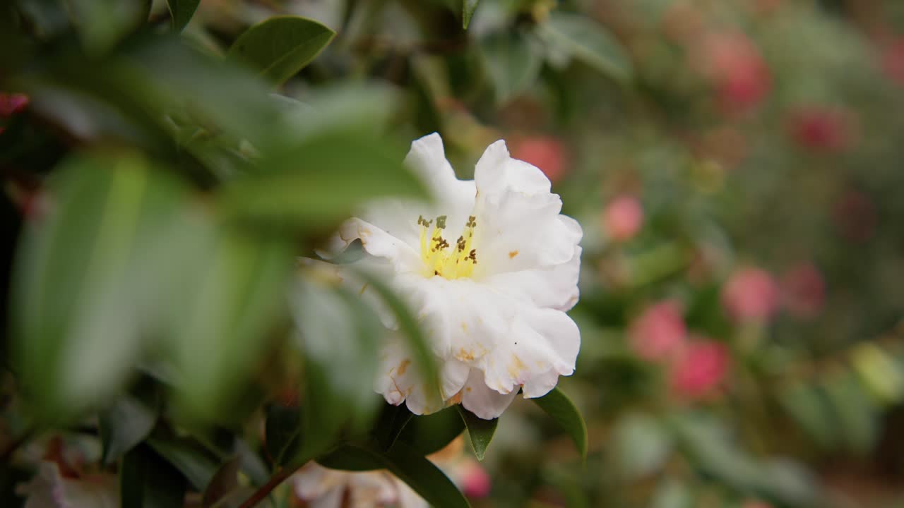 A vibrant camellia in full bloom with soft petals and rich details. Captured in 4K slow motion, this shot showcases the elegance of nature and botanical beauty.