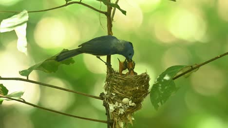 Dos-Bebés-Esperando-Que-El-Padre-Llegue-Con-Un-Insecto-Para-Alimentarlos,-Papamoscas-Azul-De-Nuca-Negra,-Hypothymis-Azurea,-Tailandia