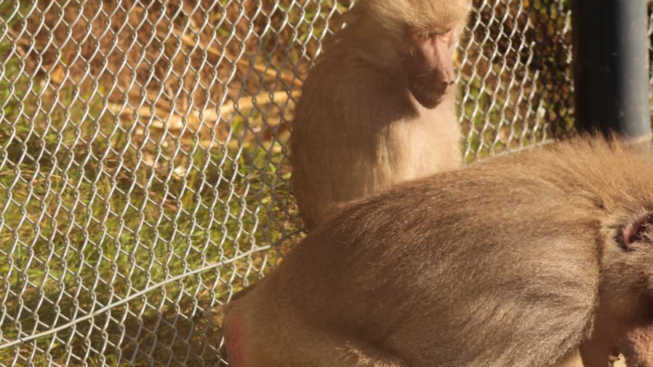 사회적 행동과 청소를 하는 바비온