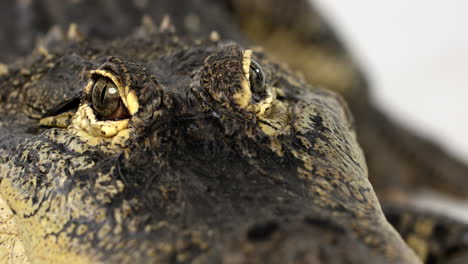 american alligator close up on eyes and snout