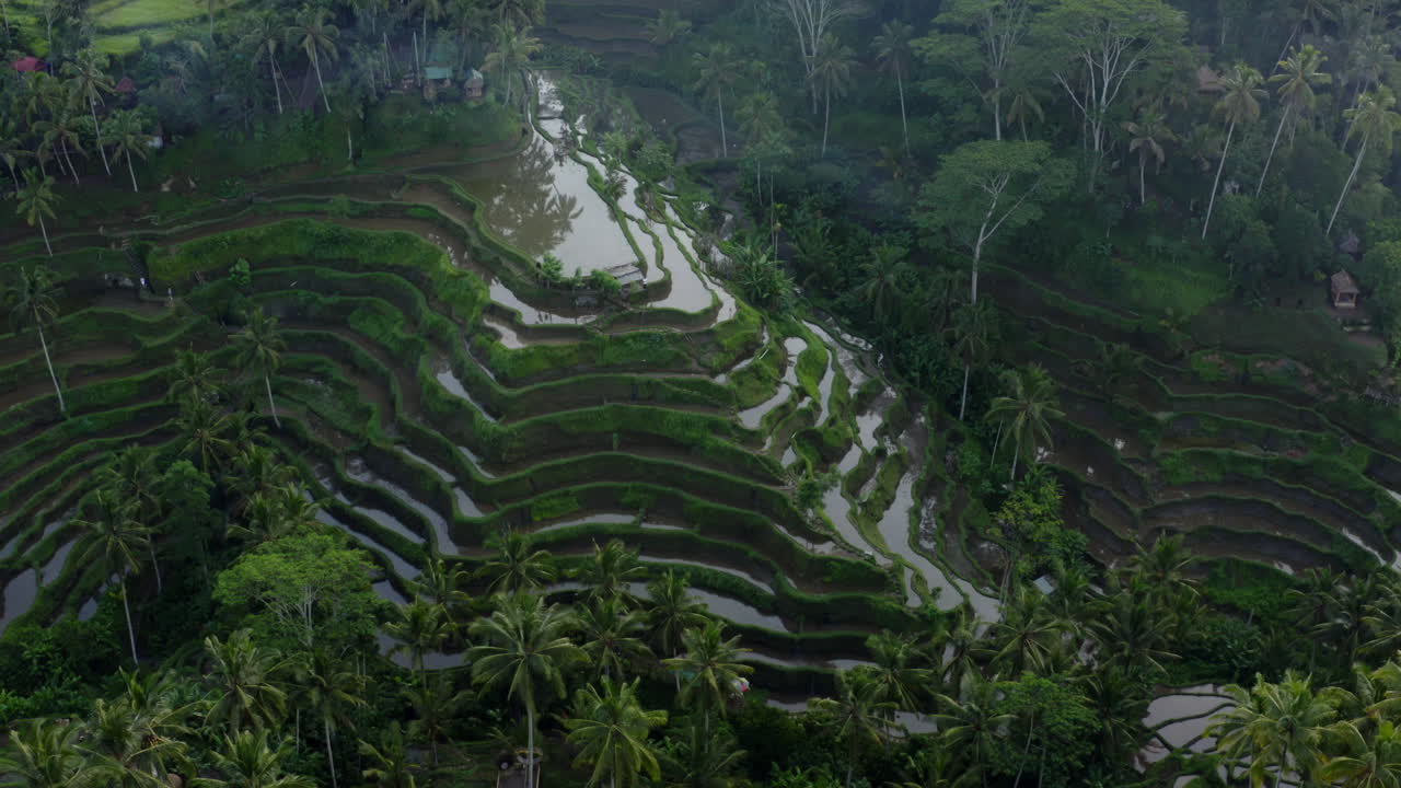 Tall rice terraces of Ubud, Bali. Drone orbit shot of Indonesia