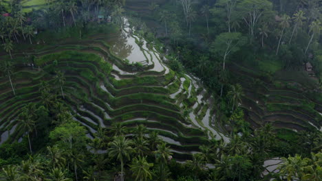 tall rice terraces of ubud, bali. drone orbit shot of indonesia
