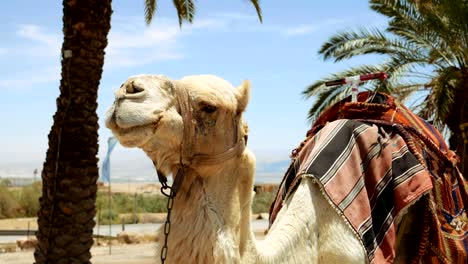 camel under palm closeup outdoors