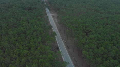 vista aérea de una carretera que divide un hermoso bosque de pinos