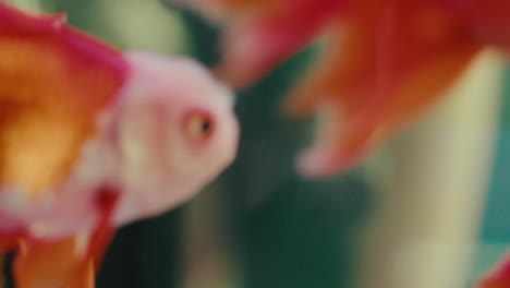 Detailed-extreme-close-up-of-tropical-small-fish-swimming-in-shoal-inside-water-aquarium