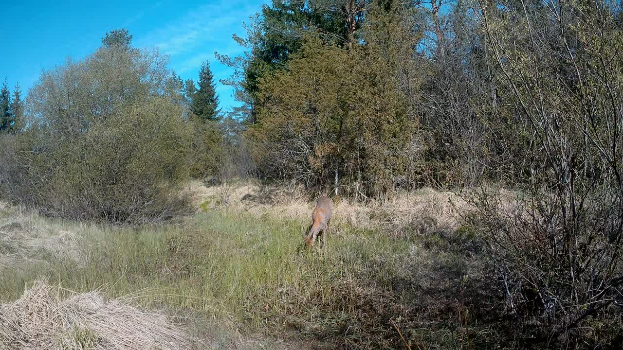 Female Roe deer (Capreolus capreolus) looking for food at the bottom of a dried-up stream in Saaremaa, Estonia.
