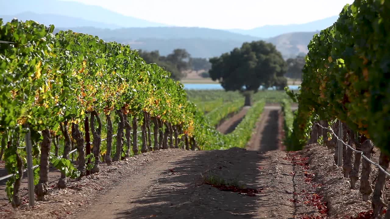 Scatto suggestivo di un filare di viti curate nella AVA della Valle di Santa Ynez in California.