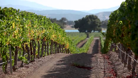 Schönheitsaufnahme-Einer-Reihe-Von-Gepflegten-Weinreben-Im-Santa-Ynez-Tal-Ava-Von-Kalifornien-Ca