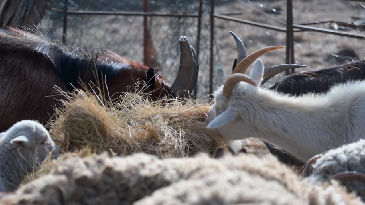 Close-up of goats feeding on hay in outdoor farm setting