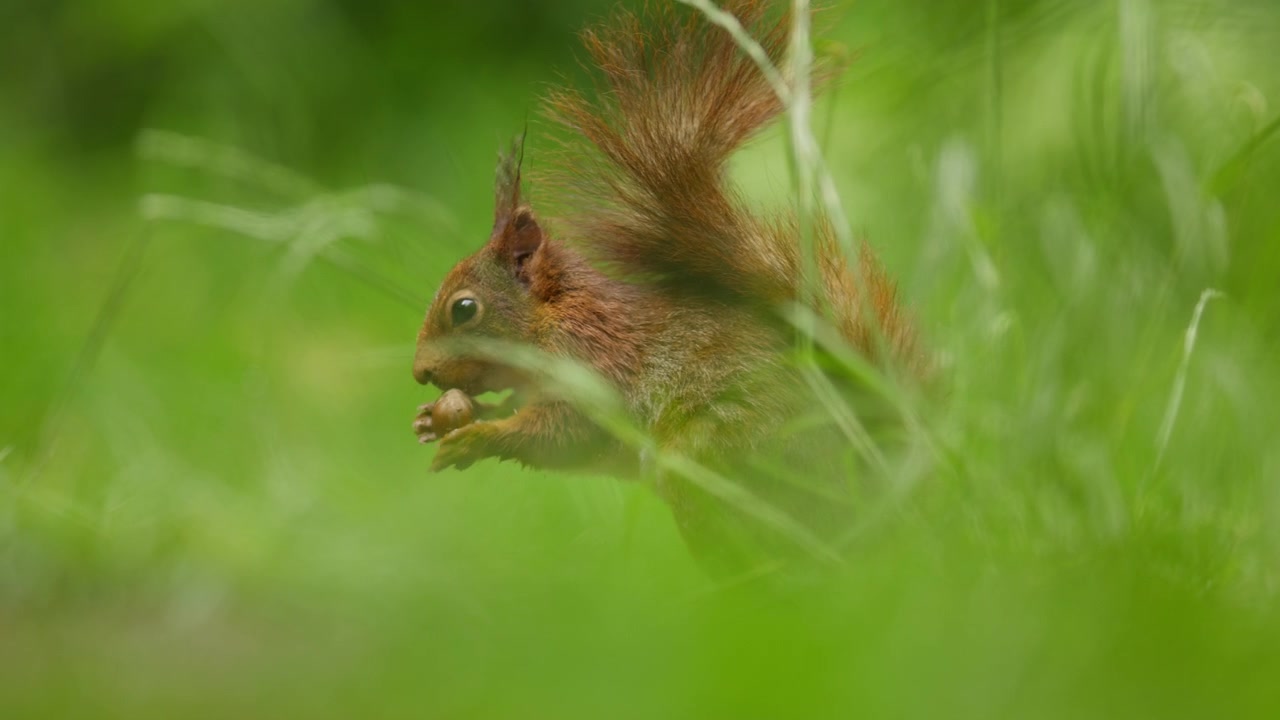 Close-up of cute squirrel eating and jumping on green grass