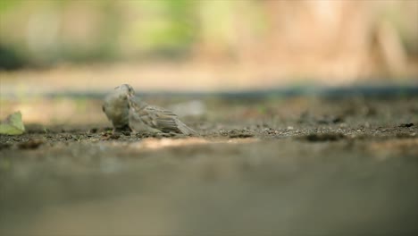hungry sparrow, small bird catching stem corn