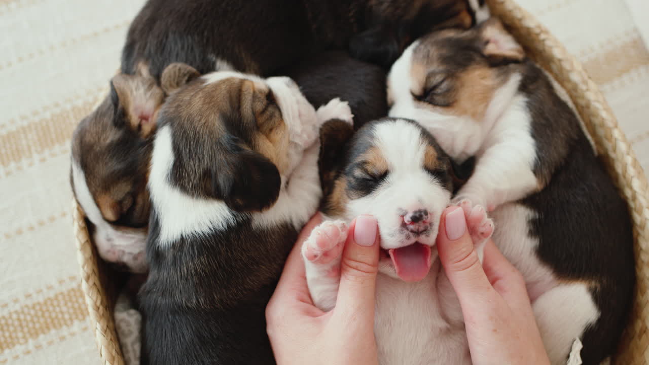 mujer juega con un pequeño cachorro de beagle soñoliento