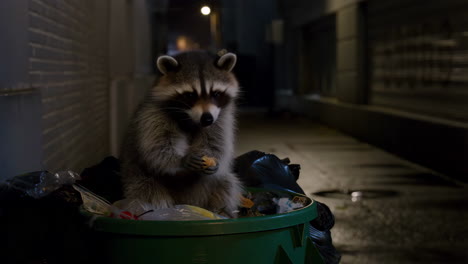 a raccoon eating from a dumpster in a dark urban alley at night