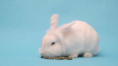 el conejo blanco come comida con placer. conejo de pascua blanco en un azul