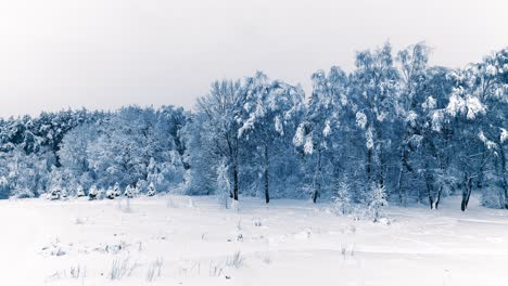 Snowy-branches-in-forest.-Winter-fairy-background