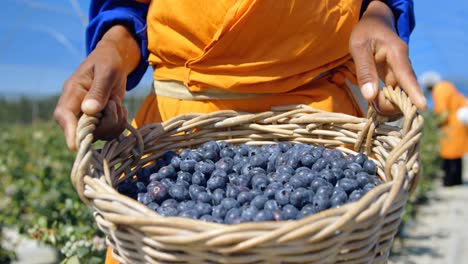 Worker-holding-blueberries-in-basket-4k