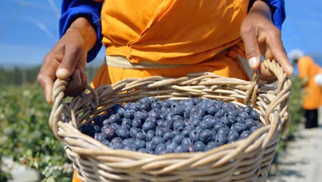 worker holding blueberries in basket 4k