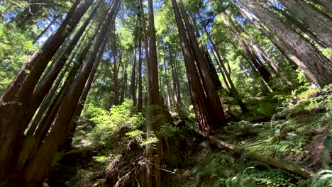 iPhone-11-pro-ultrawide-camera-shot-of-dense-forest,-with-slow-tilt-up-to-reveal-green-foliage-and-blue-sky-and-sun-overhead,-with-some-lens-flare