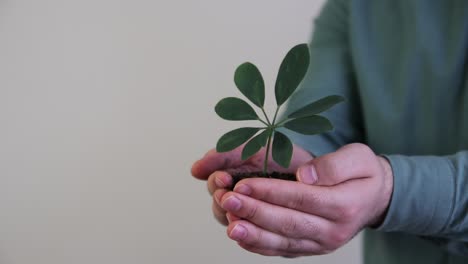 handful soil young plant