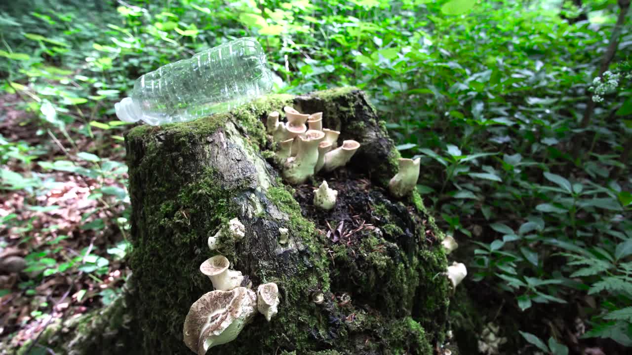 숲에 쓰레기를 버리는 사람