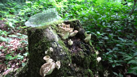 person littering in the forest