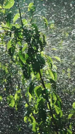 Garden Irrigation. Automatic sprinkler watering system for plants and lawn. Slow motion. Vertical video