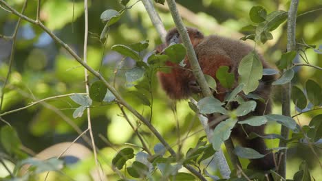 Dusky-titi-monkey-sits-eating-fruit-among-the-canopy-branches-of-the-Rain-Forest