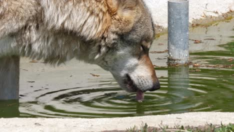 Ein-Majestätischer-Wolf,-Der-Aus-Einer-Pfütze-Trinkt