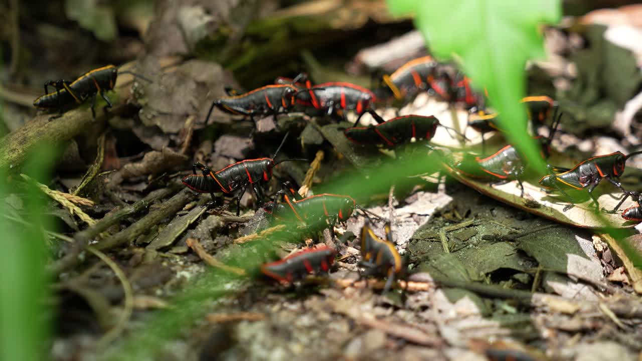 grupo de ninfas de saltamontes de lubber oriental en florida en el suelo del bosque hojas 4k