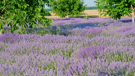 Personal perspective of view of walking on a field with lavender plants at sunrise.
