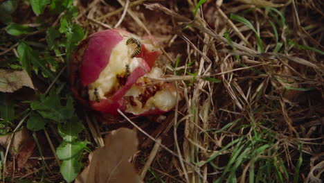 Agricultural-Insect-invasion-on-apple-orchard