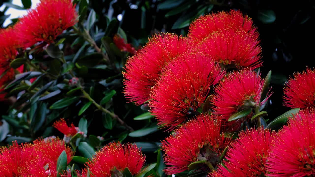 Pohutukawa flowers blooming on New Zealand Christmas Tree during summer months in Wellington, New Zealand Aotearoa