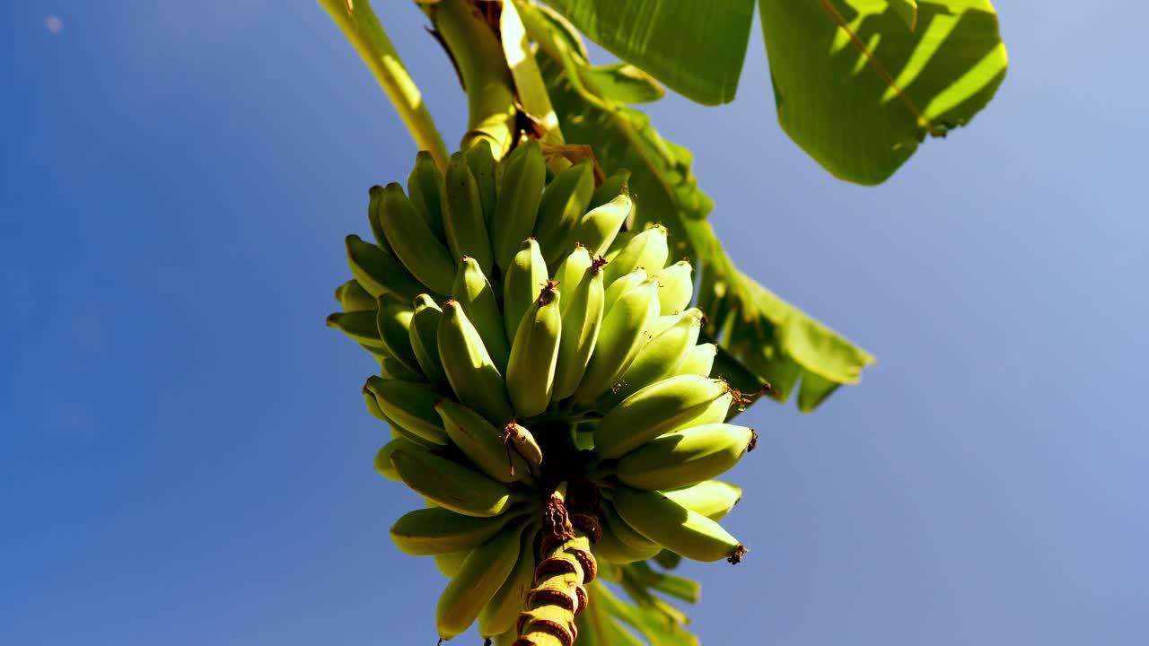 해안선 근처 바나나 나무에 매달려 손가락 바나나