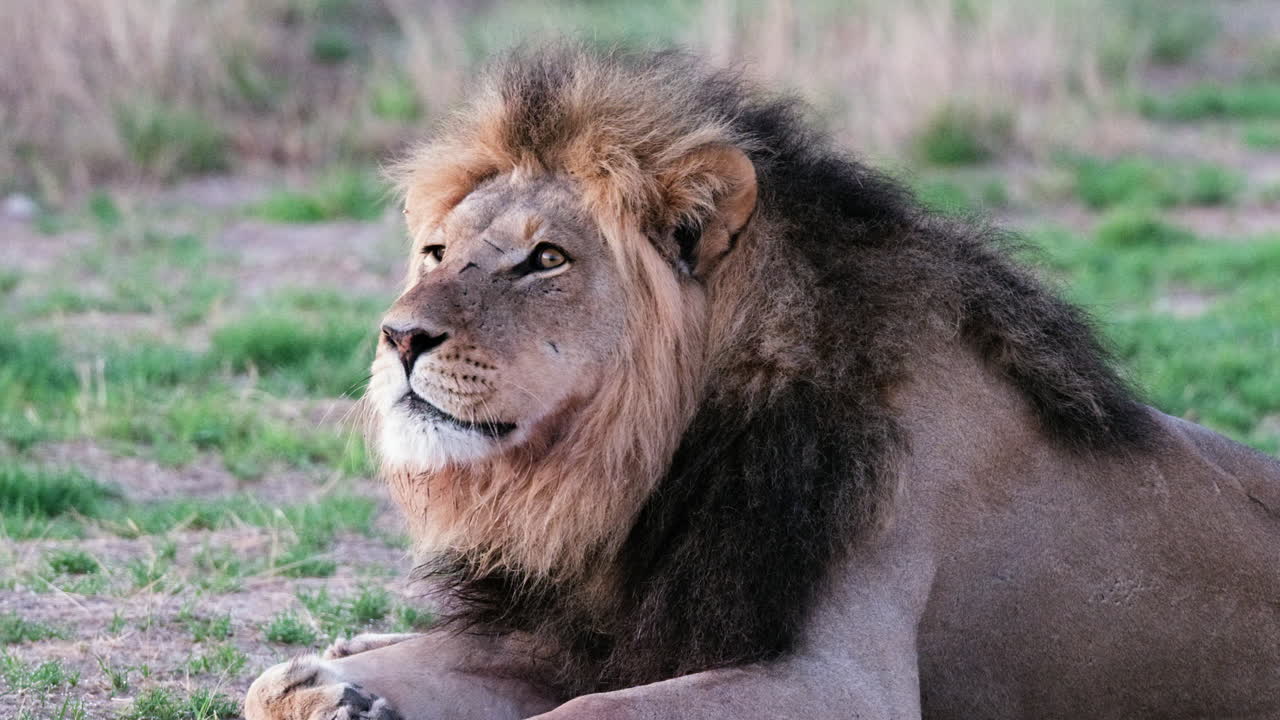 primer plano de un león macho descansando en game drive en áfrica