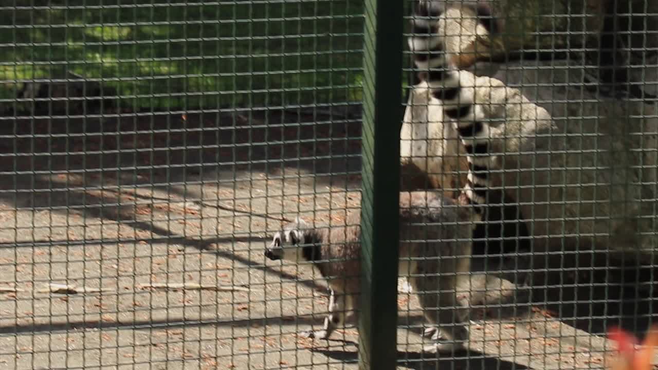 Lemur in a zoo enclosure