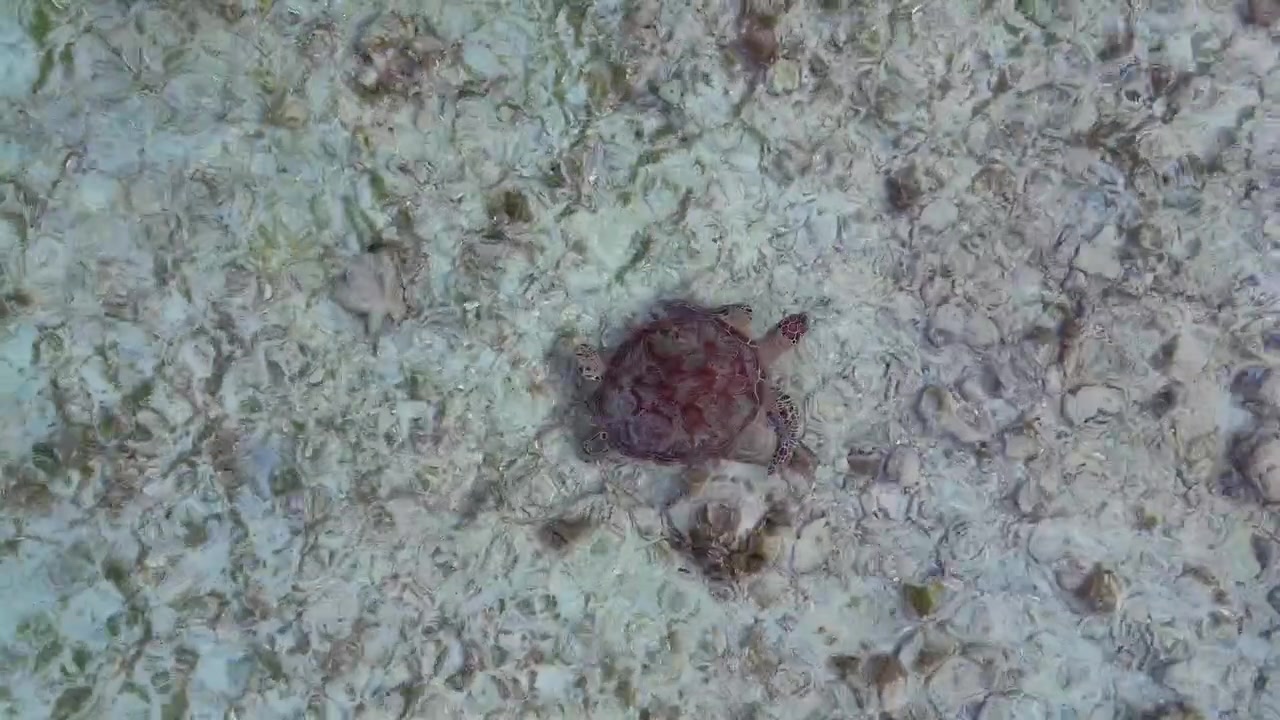 Sea turtle swimming over a sandy seabed in clear turquoise water and searching for food. Marvelous aerial view drone camera pointing down