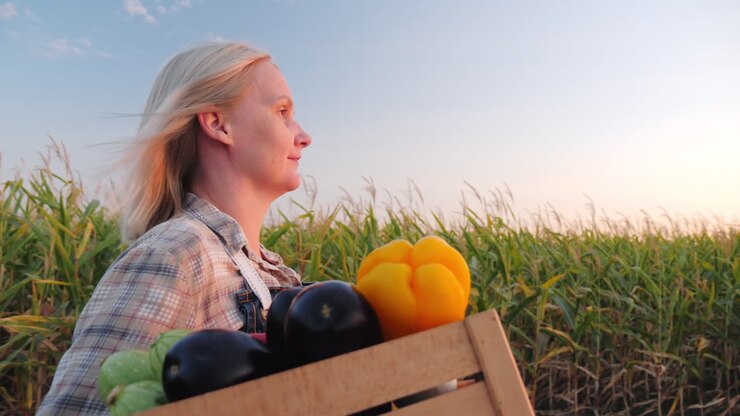 фермер проходит по кукурузному полю с овощами