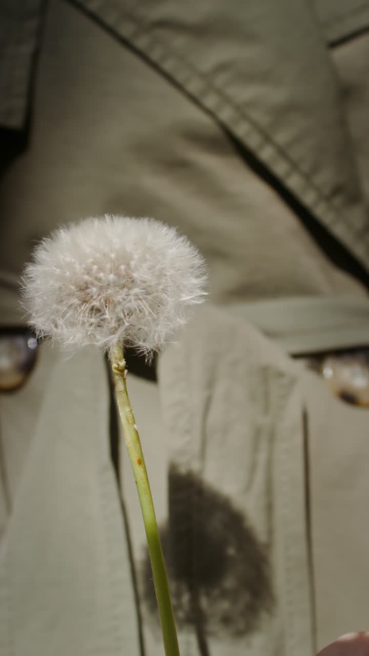 primer plano de una cabeza de semilla de diente de león