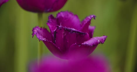 beautiful red tulips blooming on field 43