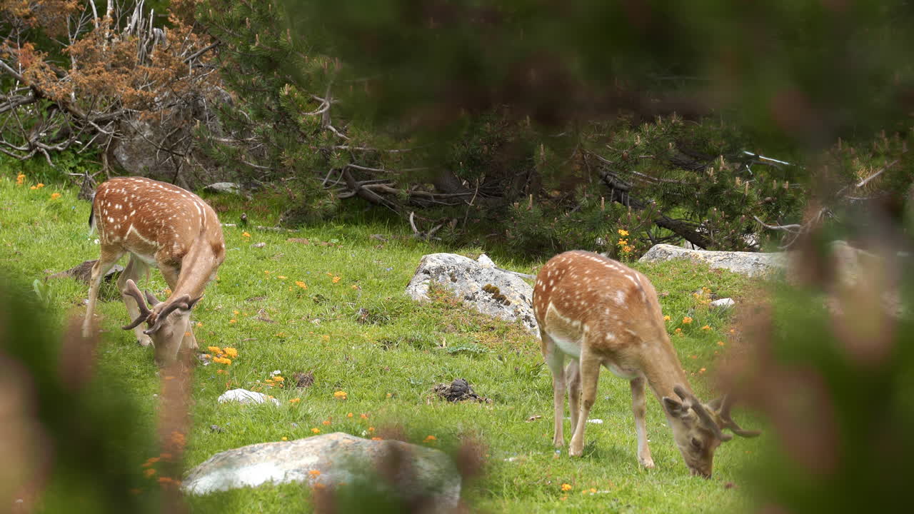 pari of Whitetail deer fawn with spots in a flowered field